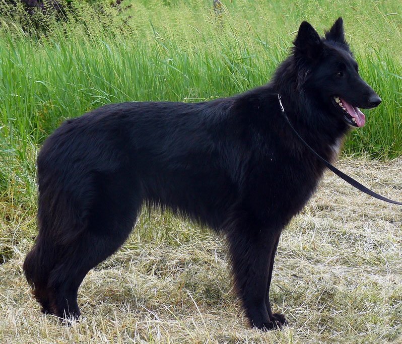 belgian sheepdog breeders new york white swiss shepherds puppies breed information u0026 puppies for sale belgian sheepdog breeders new york white swiss shepherds puppies breed information u0026 puppies for sale
