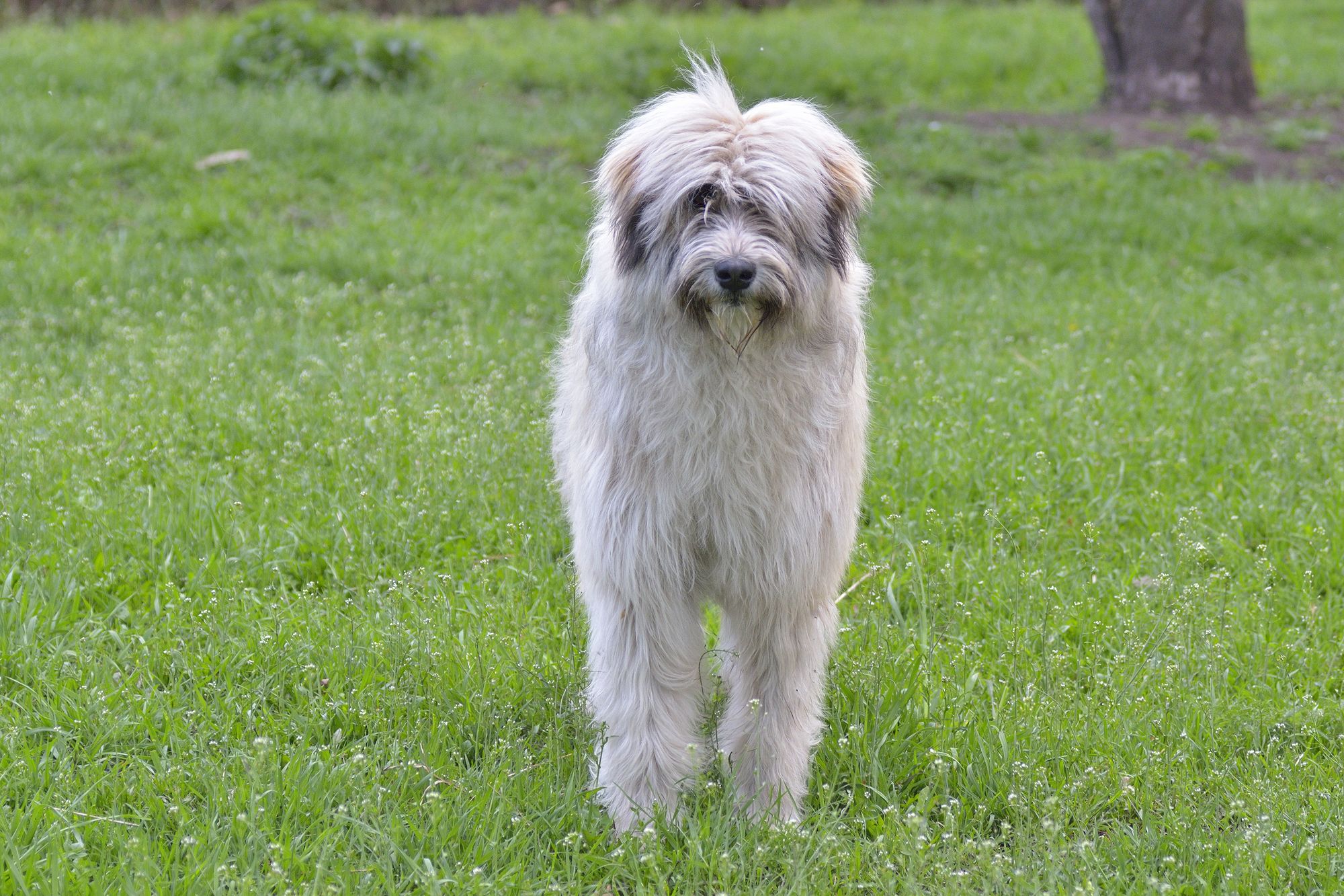 Romanian Shepherd Dog For Sale Romanian Shepherd Dog For Sale