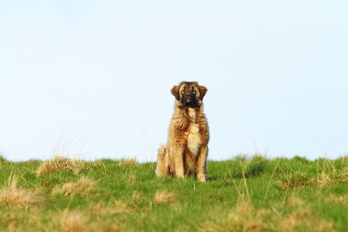 belgian shepherd for sale south africa romanian mioritic shepherd puppies breed information u0026 puppies for belgian shepherd for sale south africa romanian mioritic shepherd puppies breed information u0026 puppies for