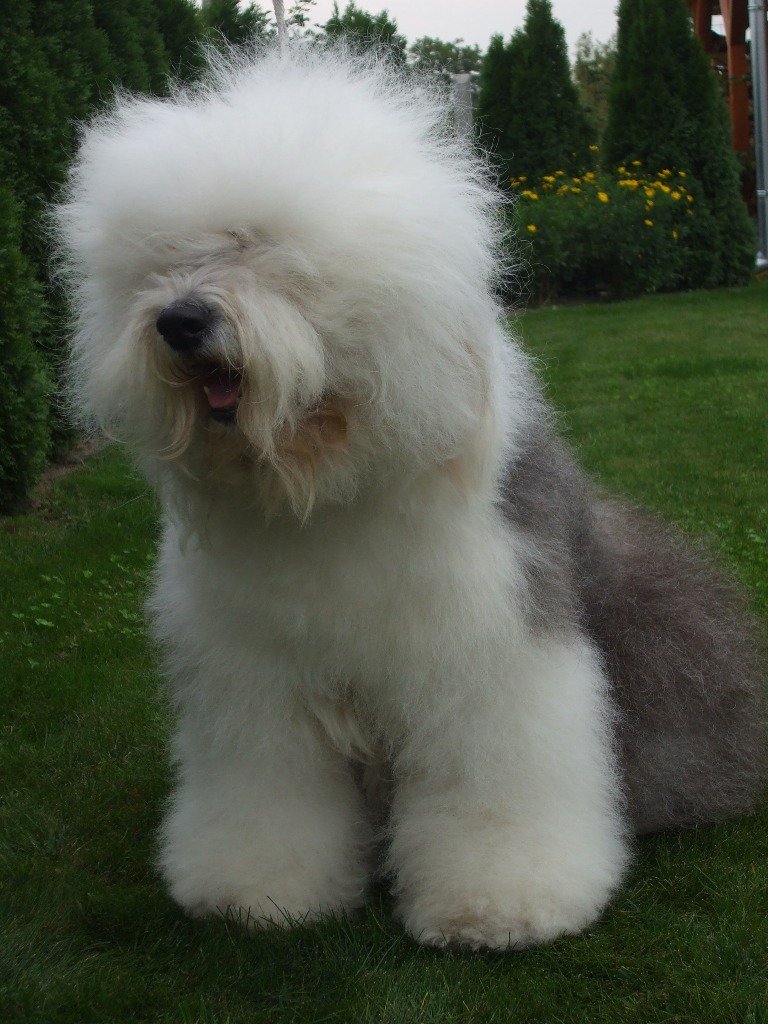 How Much Do Old English Sheepdog Puppies Cost Puppy And Pets