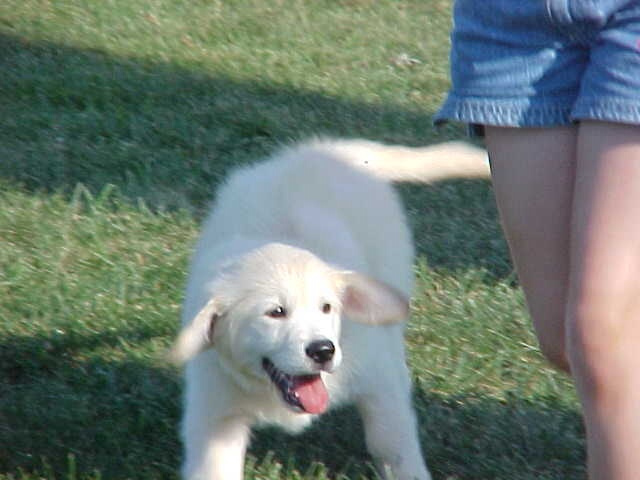 golden retriever puppies washington dc montgomery golden retriever puppy washington d c 108 golden retriever puppies washington dc montgomery golden retriever puppy washington d c 108