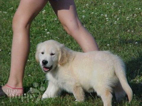 golden retriever puppies washington montgomery golden retriever puppy washington d c 108 golden retriever puppies washington montgomery golden retriever puppy washington d c 108