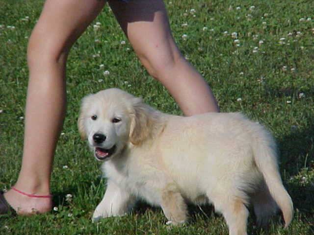 golden retriever washington montgomery golden retriever puppy washington d c 108 golden retriever washington montgomery golden retriever puppy washington d c 108