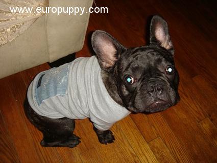 Romeo Astor French Bulldog Miami Beach Fl United States References Euro Puppy