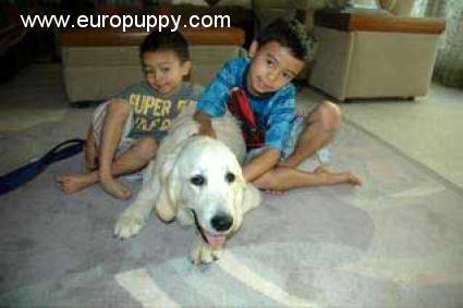 golden retriever dubai golden retriever pups dubai dogs our friends photo golden retriever dubai golden retriever pups dubai dogs our friends photo