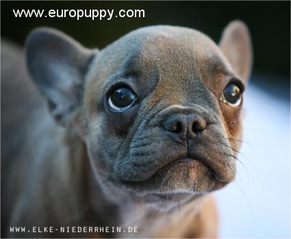 Laguna Blue French Bulldog Puppy Goch Germany