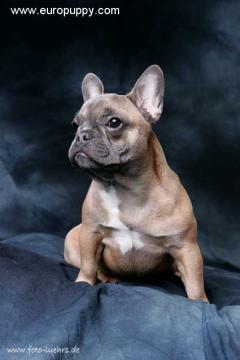 german bulldog puppy