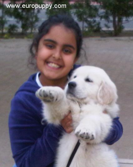 Leo Golden Retriever Puppy Kuwait Kuwait