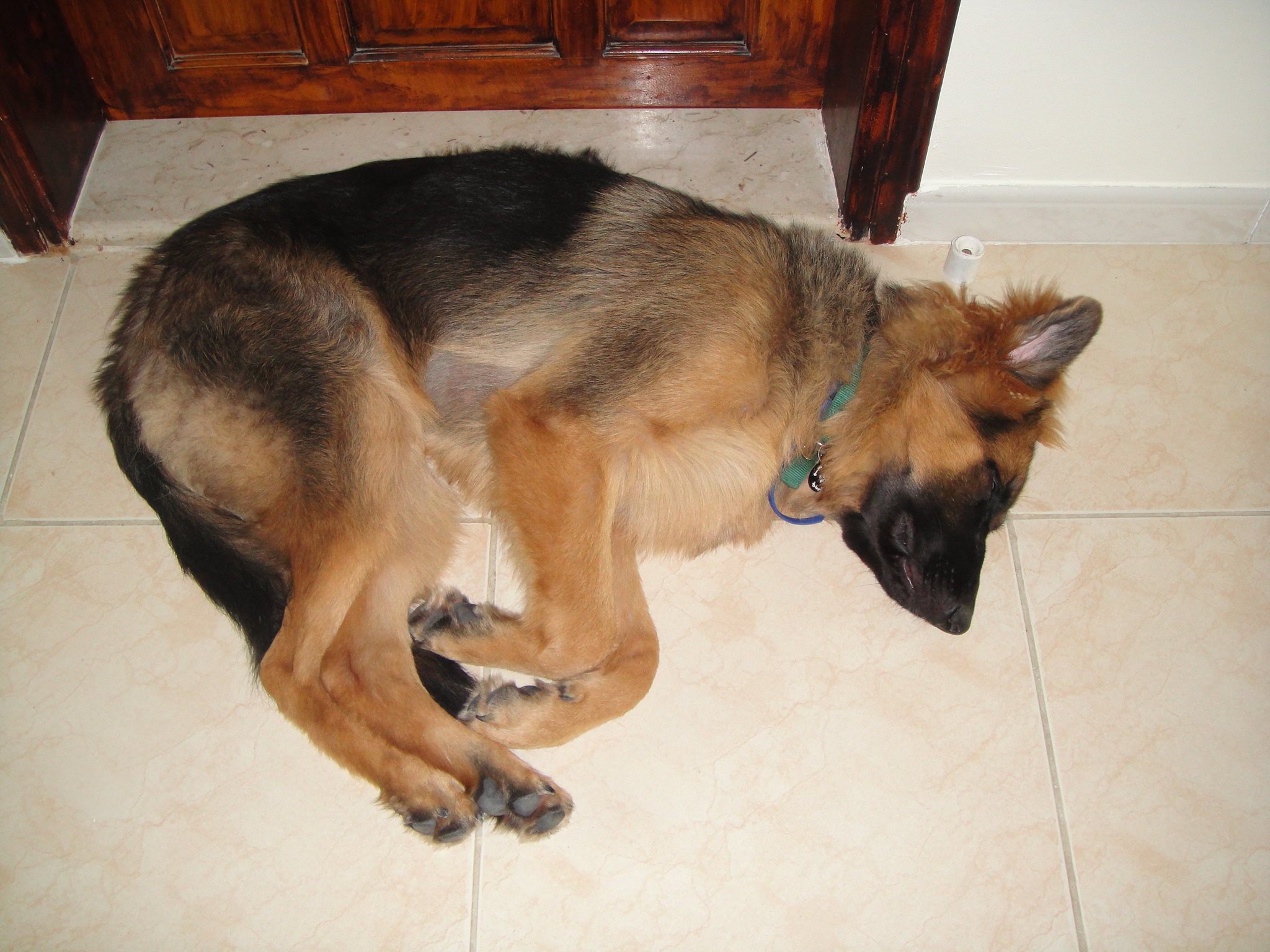 Primus - German Shepherd Dog Puppy - Dubai, 103