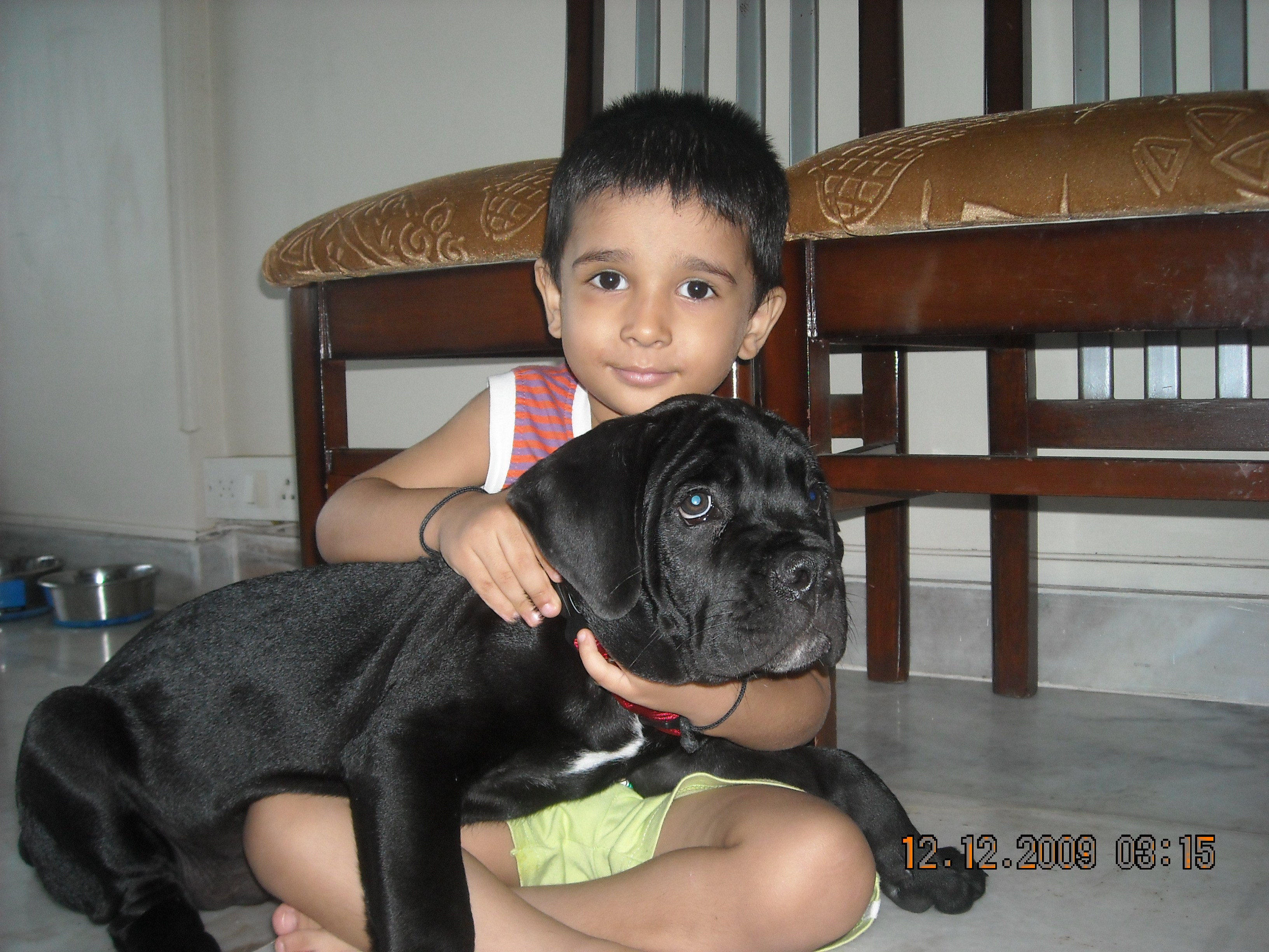 Masimo Cane Corso Puppy Mumbai 2218