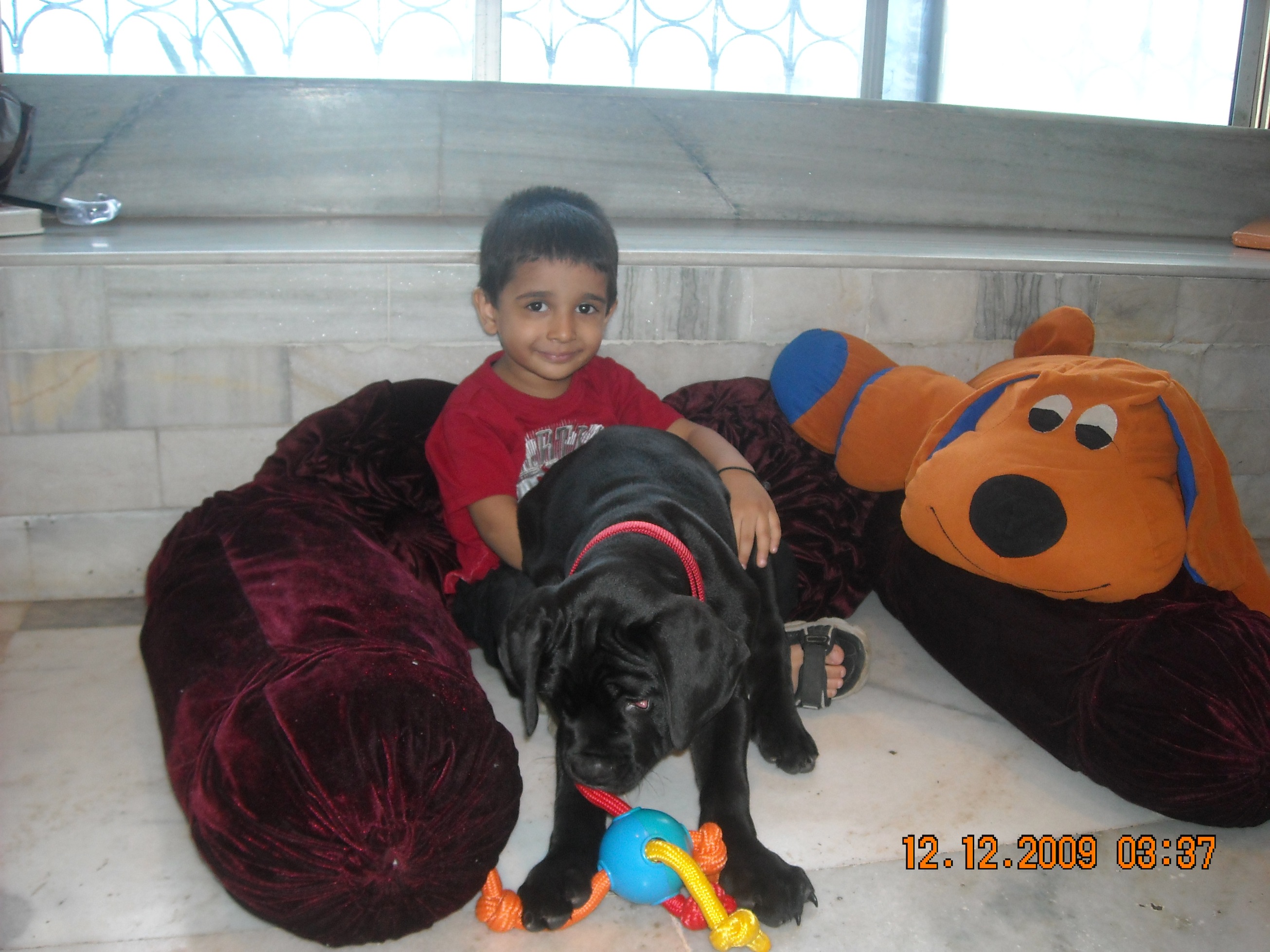 Masimo Cane Corso Puppy Mumbai 2218