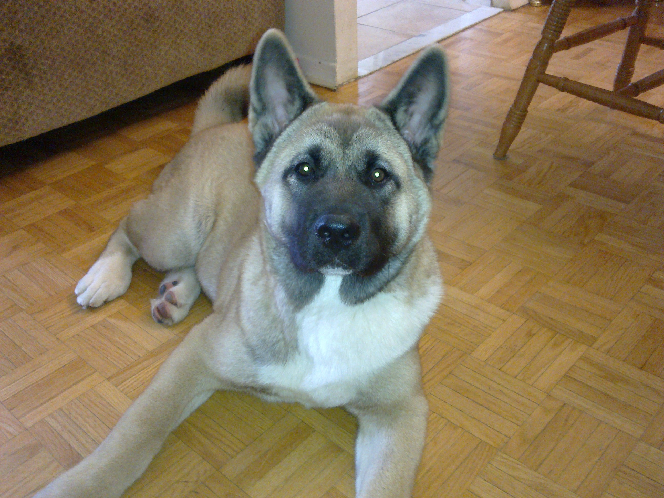 Hachiko: a breed that has received a new name Hachiko: a breed that has received a new name
