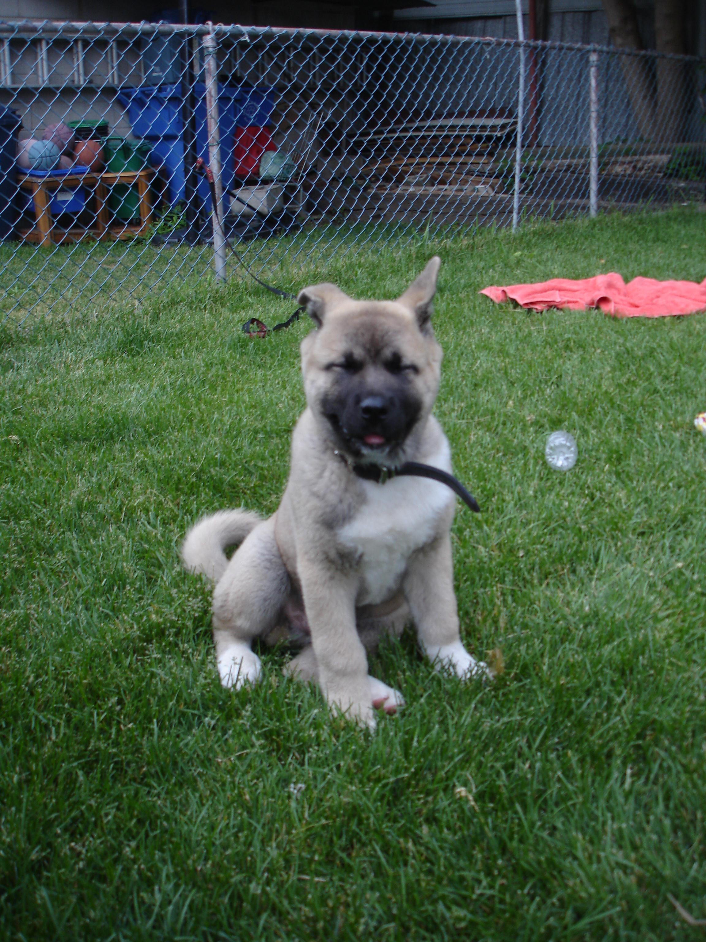 Hachiko: a breed that has received a new name Hachiko: a breed that has received a new name