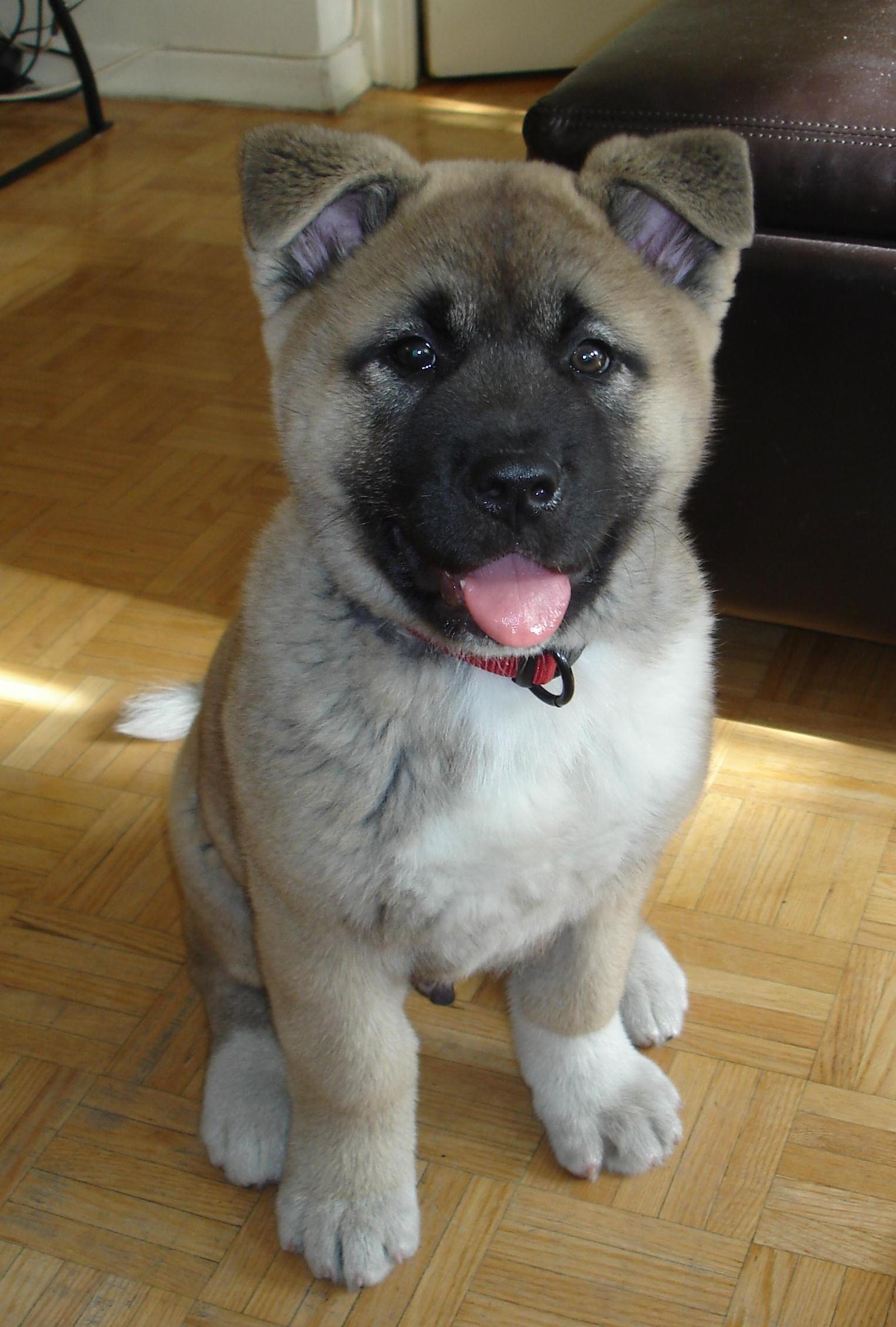 Hachiko: a breed that has received a new name Hachiko: a breed that has received a new name