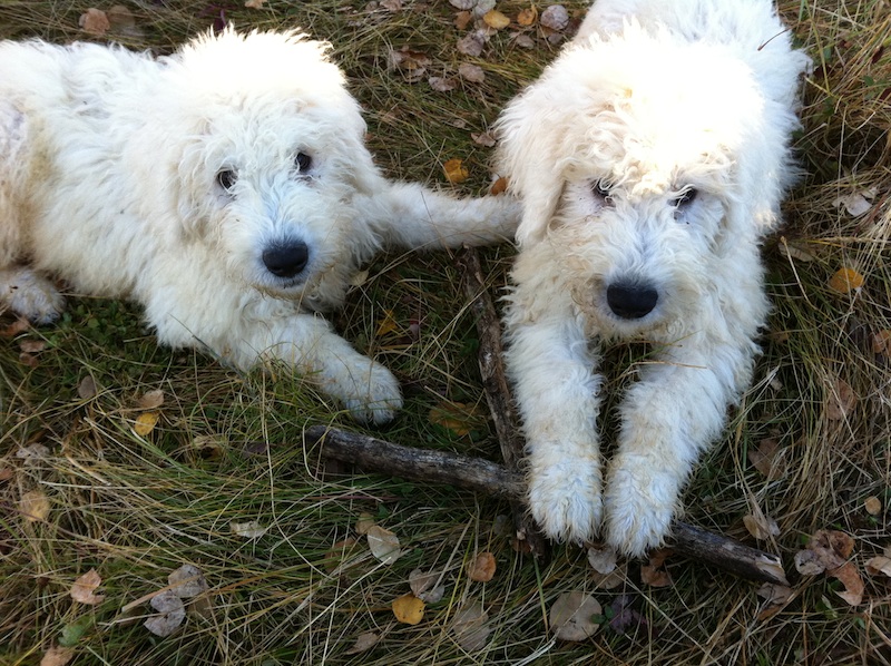 Jackson Benson Komondor Puppy Calgary 112
