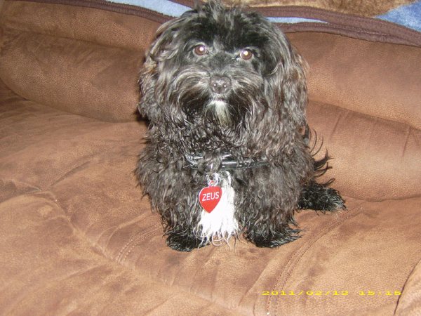 havanese ontario zeus havanese puppy ontario 112 havanese ontario zeus havanese puppy ontario 112
