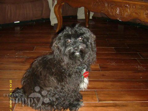 havanese puppies for sale ontario canada zeus havanese puppy ontario 112 havanese puppies for sale ontario canada zeus havanese puppy ontario 112