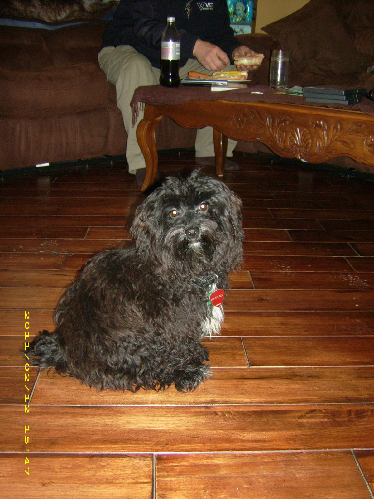 havanese puppies for sale ontario canada zeus havanese puppy ontario 112 havanese puppies for sale ontario canada zeus havanese puppy ontario 112