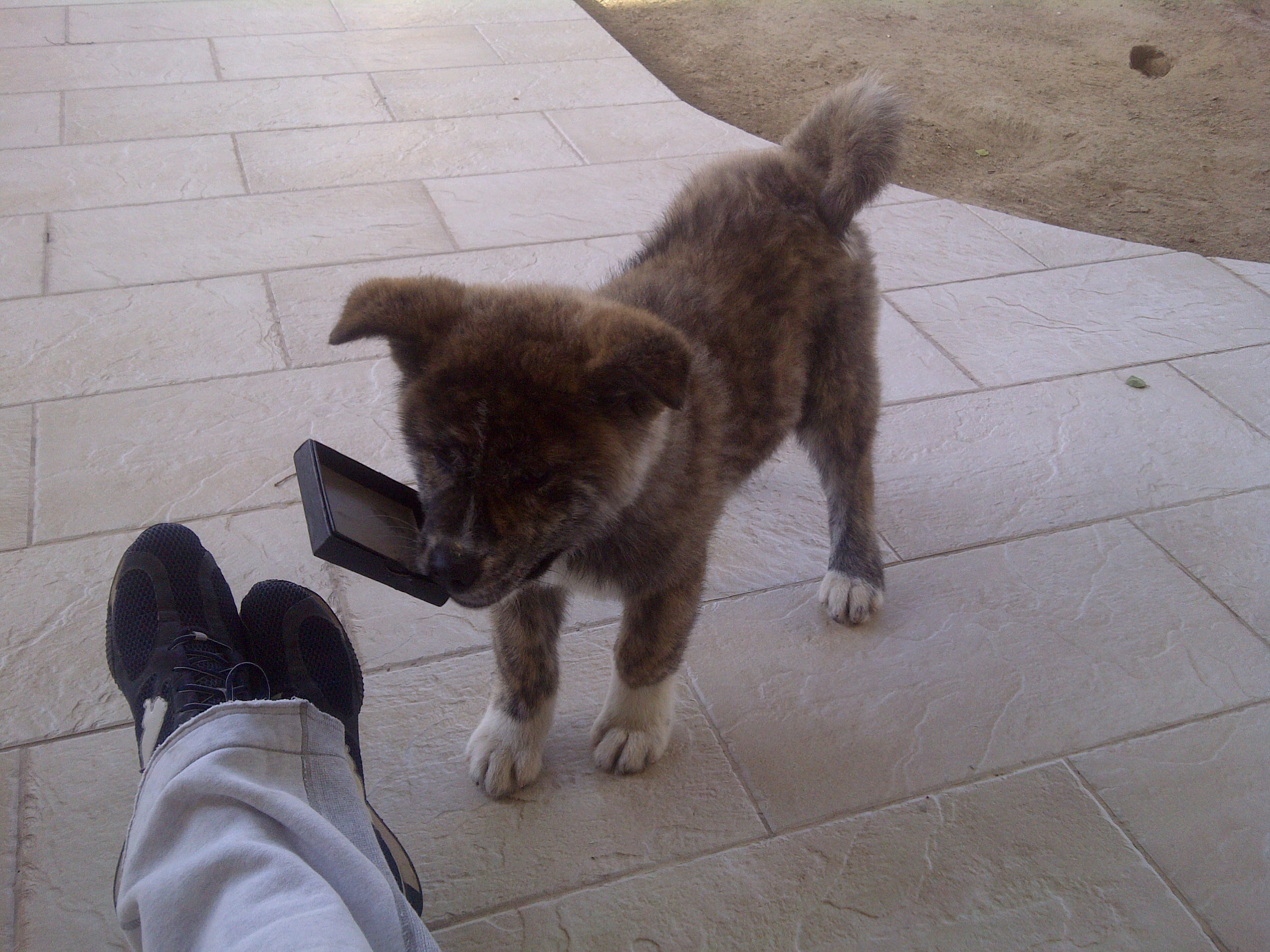 Hund Akita Inu