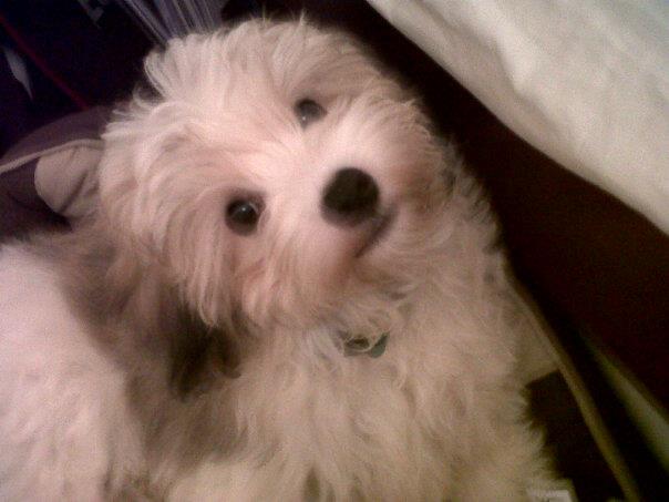 Cuddles Havanese Puppy Dubai 103