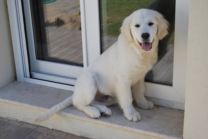 Milo Golden Retriever Puppy Dubai United Arab Emirates