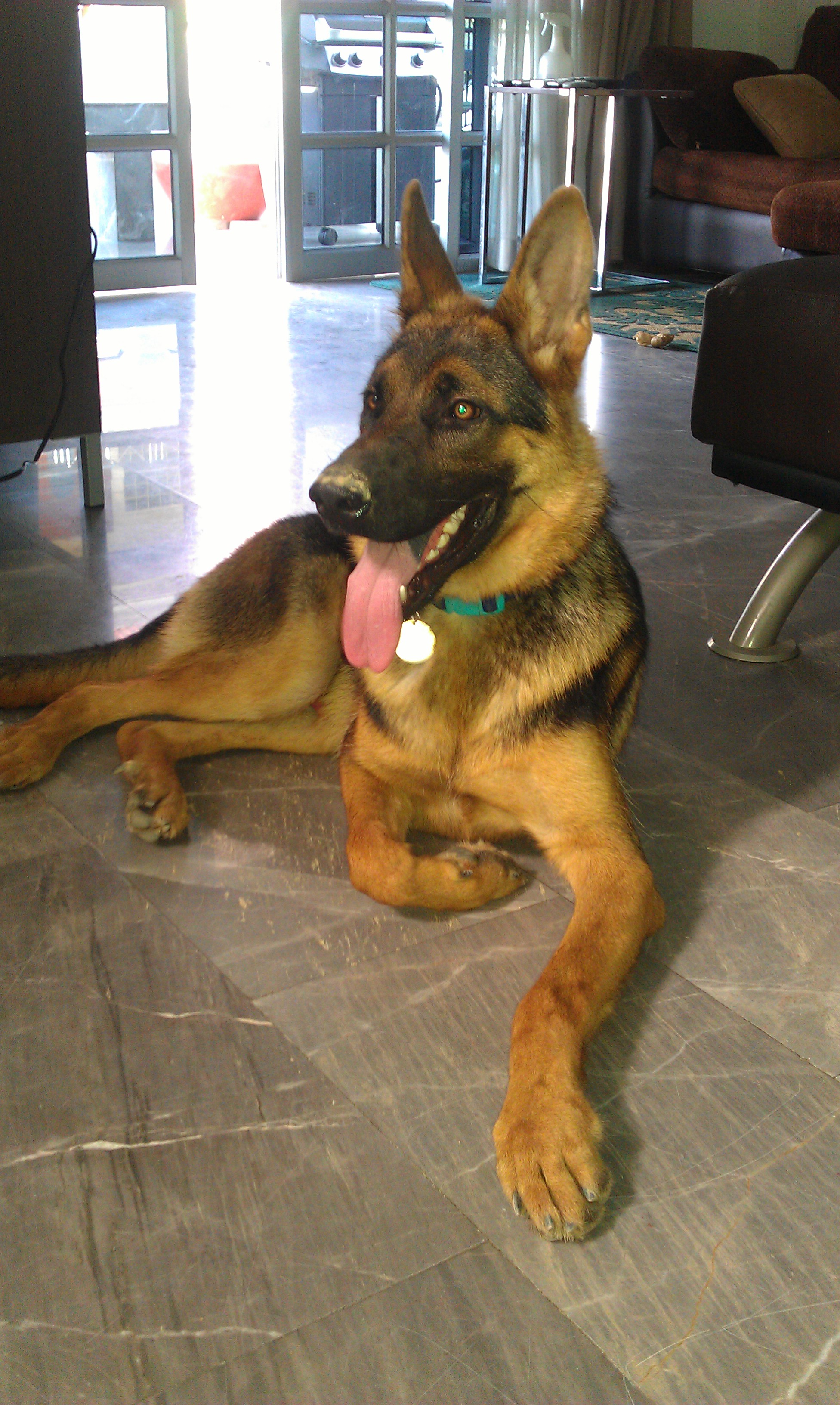 Falk German Shepherd Dog Puppy Bangkok 2221