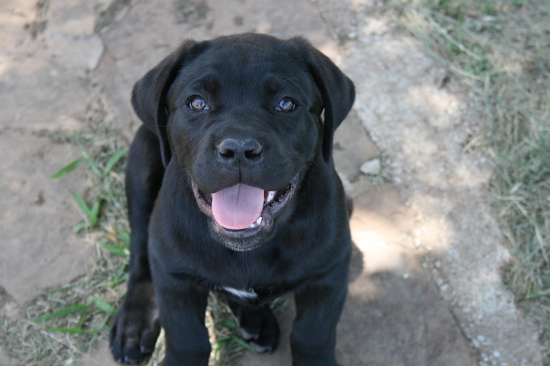 Sniper Cane Corso Puppy Oklahoma 108
