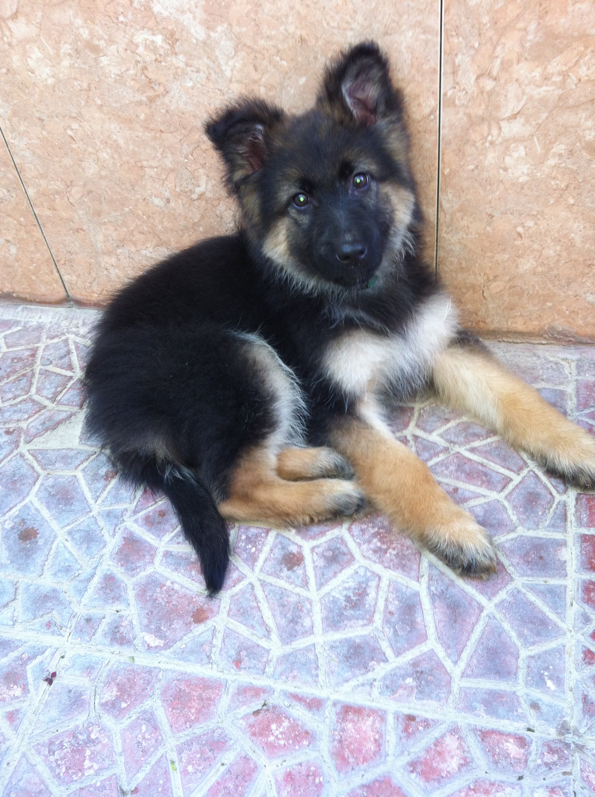 Cyrus - German Shepherd Dog Puppy - Riyadh, 101
