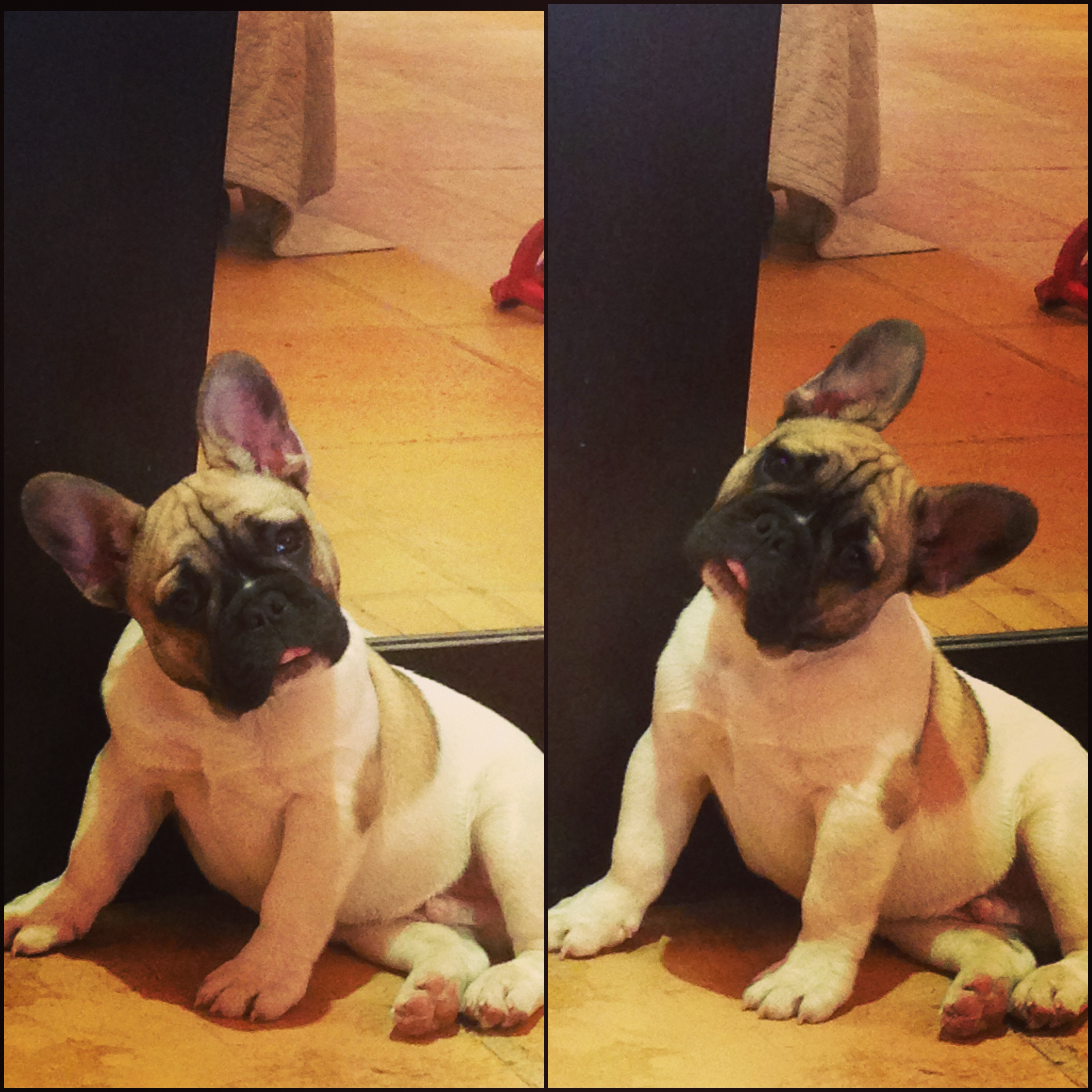 Toro (aka Newton) French Bulldog Puppy Kuwait City, 99