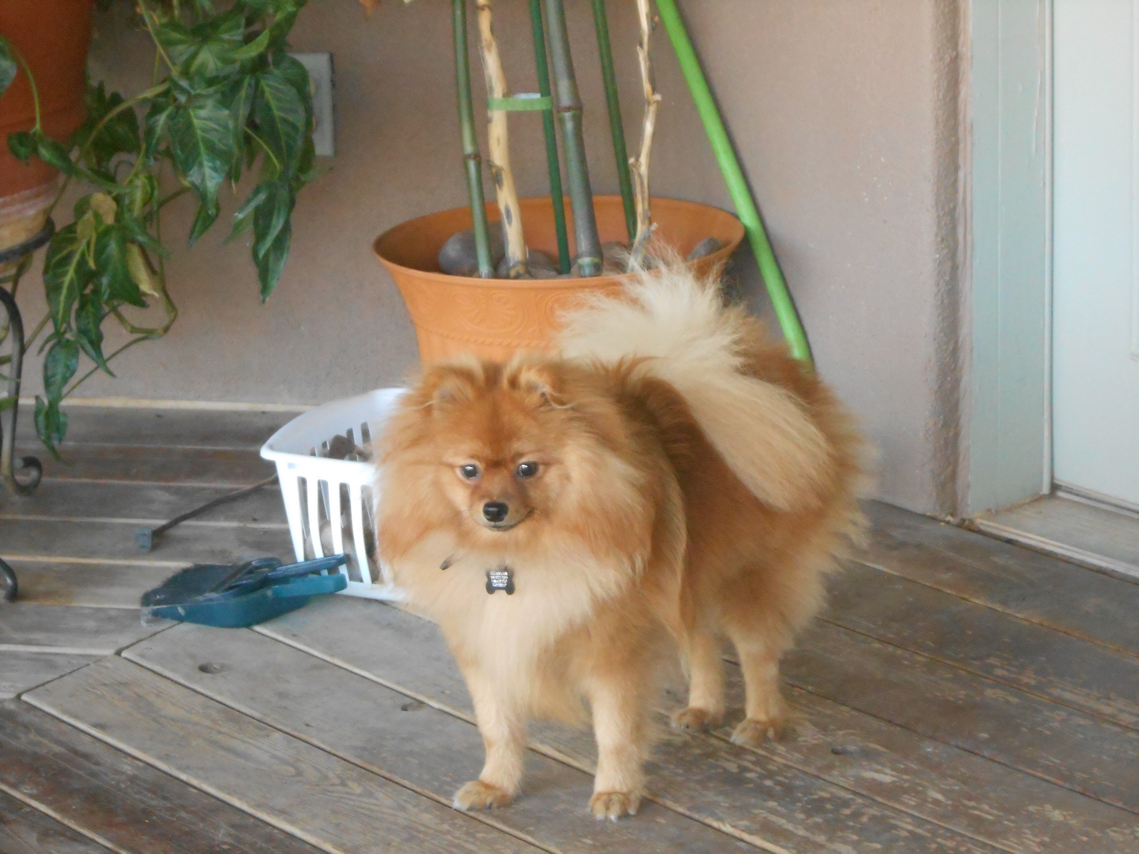 Bella Pomeranian Puppy Abu Dhabi, 103