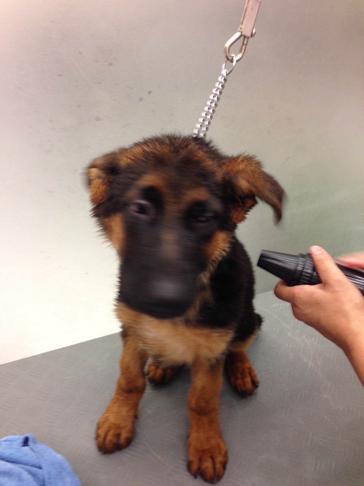 Attila German Shepherd Dog Puppy Kuwait, Kuwait