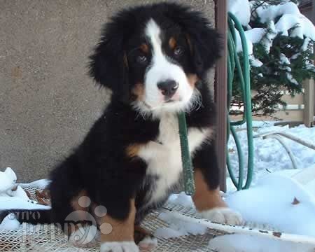 bernese mountain dog puppies ma