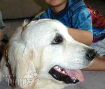 golden retriever dubai golden retriever puppies for sale dubai dogs our friends photo golden retriever dubai golden retriever puppies for sale dubai dogs our friends photo