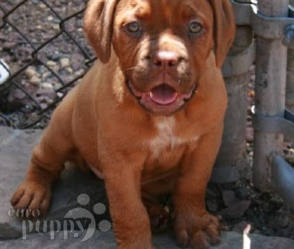 Jaffar Dogue De Bordeaux Puppy Barcelona Spain