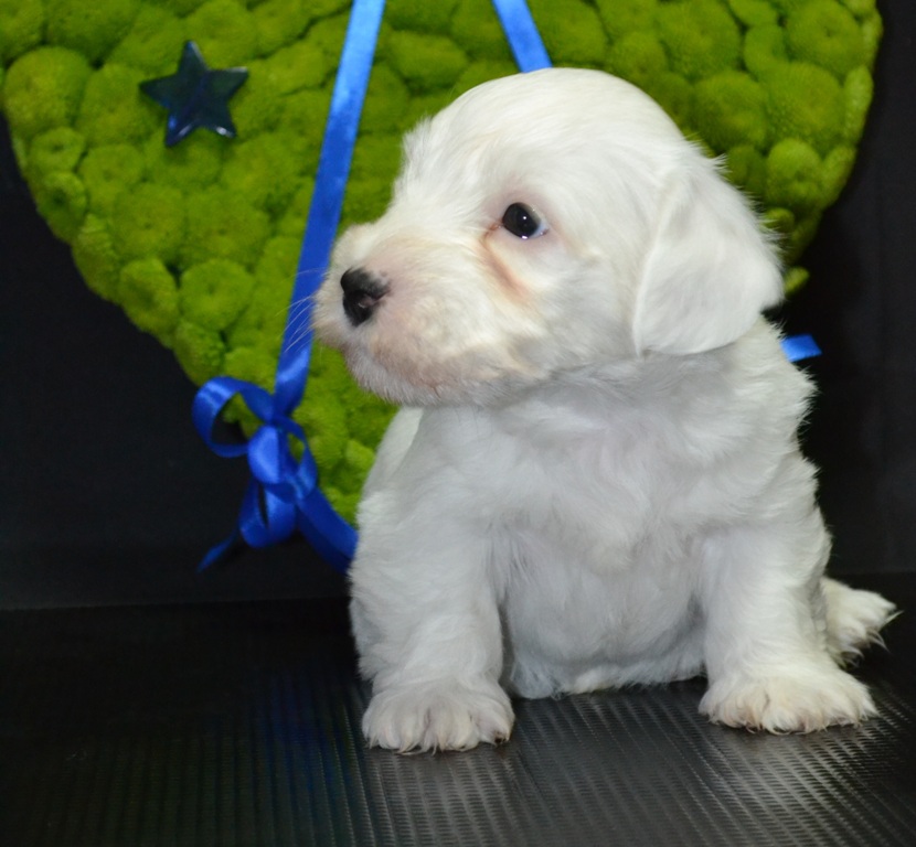 sealyham puppies for sale