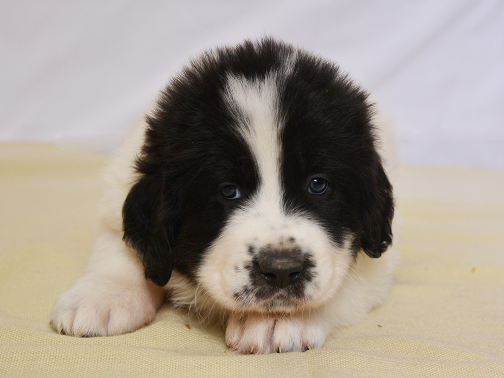 bucovina shepherd puppy