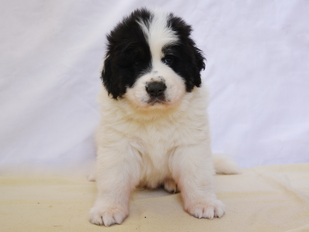 bucovina shepherd puppy