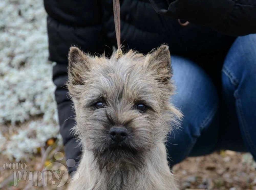 Cairn Terrier Winner National Dog Show Cairn Terrier Winner National Dog Show