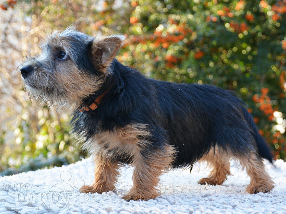 Franky - Norwich Terrier Puppy for sale | Euro Puppy