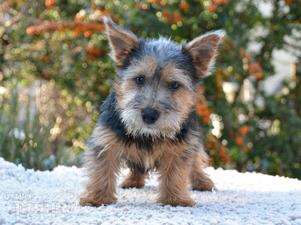 Franky Norwich Terrier Puppy for sale Euro Puppy