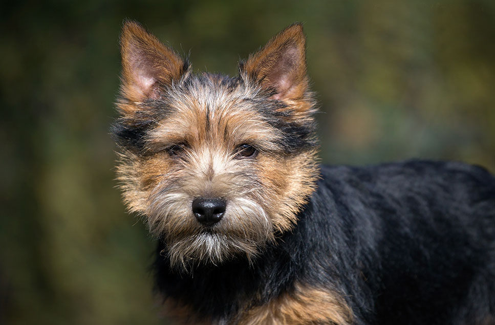 Franky Norwich Terrier Puppy for sale Euro Puppy