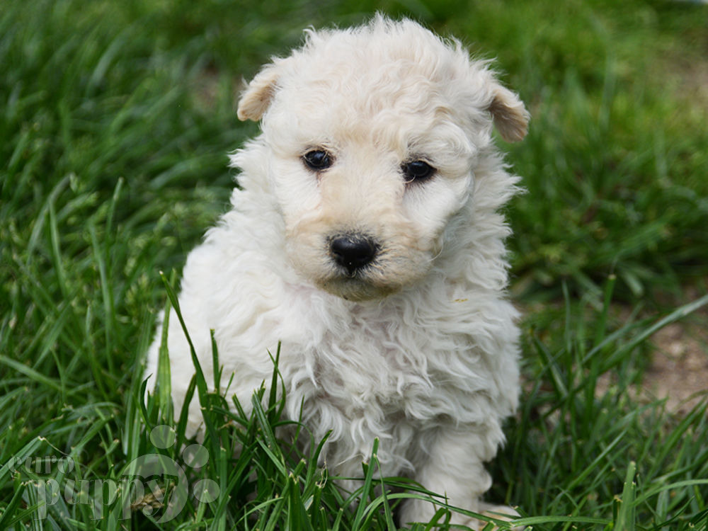 pumi for sale bogi pumi puppy for sale puppy pumi for sale bogi pumi puppy for sale puppy