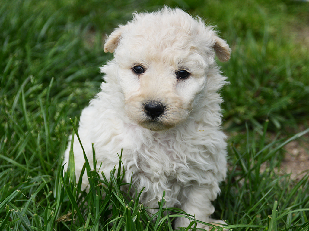 Bogi Pumi Puppy for sale Euro Puppy