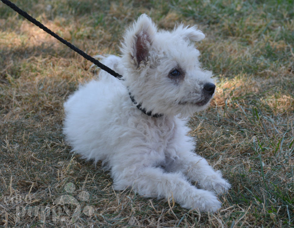 Whistle Pumi Puppy for sale Euro Puppy