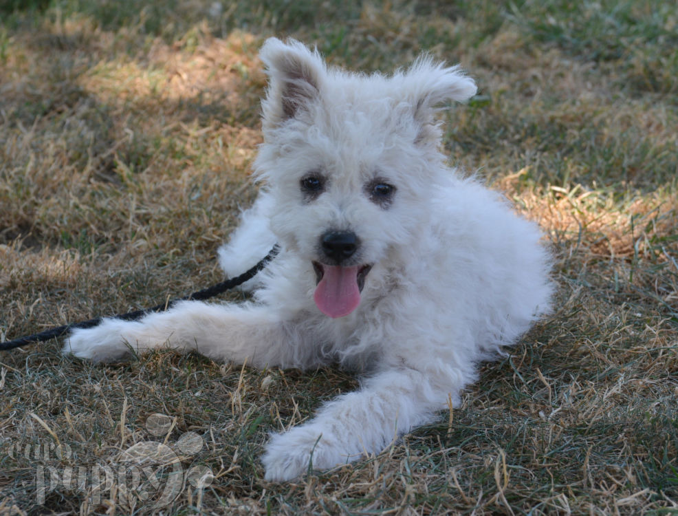 Whistle Pumi Puppy for sale Euro Puppy