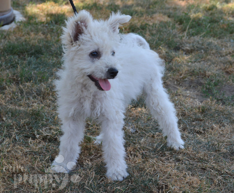 Whistle Pumi Puppy for sale Euro Puppy