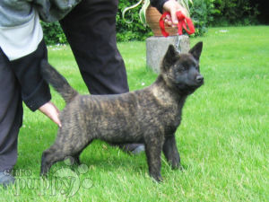 ken puppies for sale ken puppies for sale puppy ken puppies for sale ken puppies for sale puppy