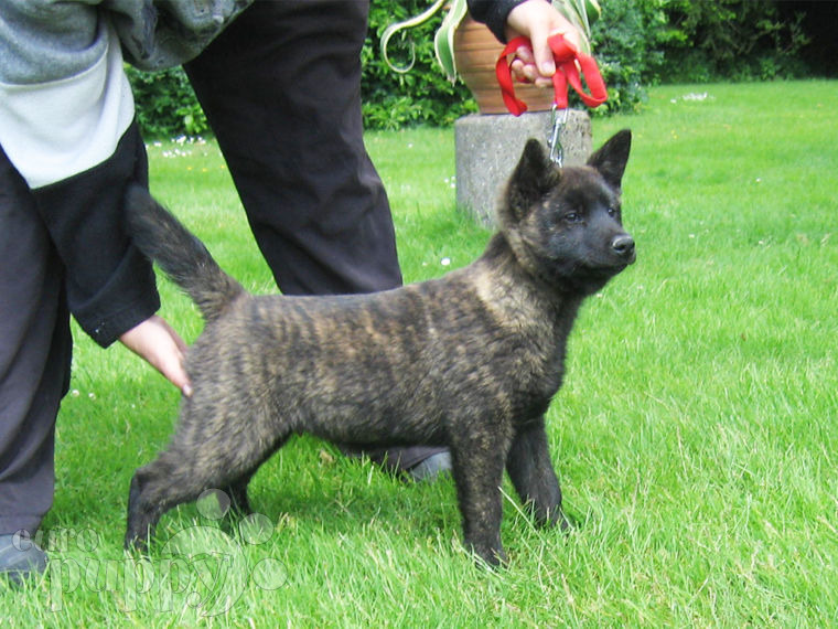Omoi Kai Ken Puppy for sale Euro Puppy