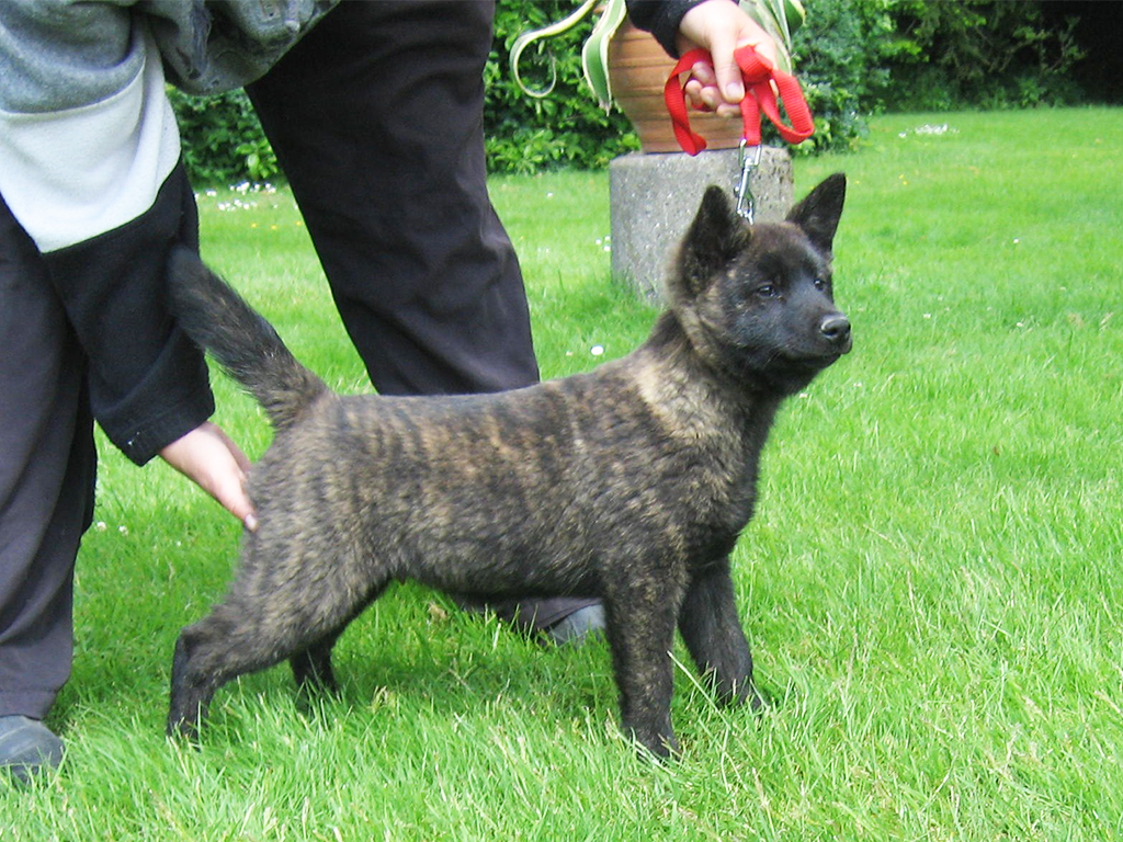 kai ken dog for sale