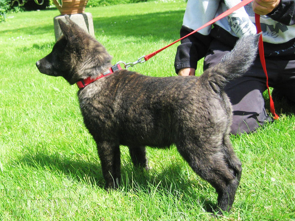 ken puppies for sale omoi ken puppy for sale puppy ken puppies for sale omoi ken puppy for sale puppy
